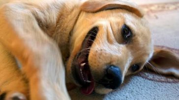 Científicos afirman que convivir con un perro te ayudará con tu bienestar