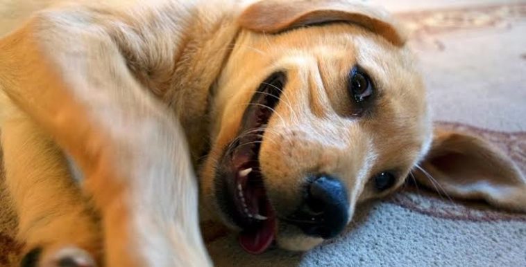 Científicos afirman que convivir con un perro te ayudará con tu bienestar