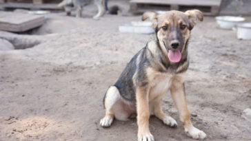 10 fotos de perritos antes y después de ser rescatados