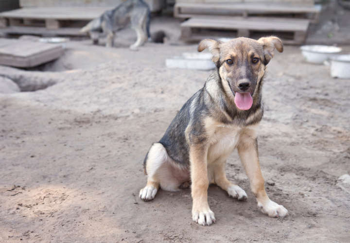 10 fotos de perritos antes y después de ser rescatados