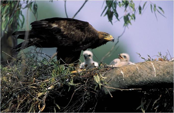El consejo del águila